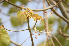 Hildegardia populifolia